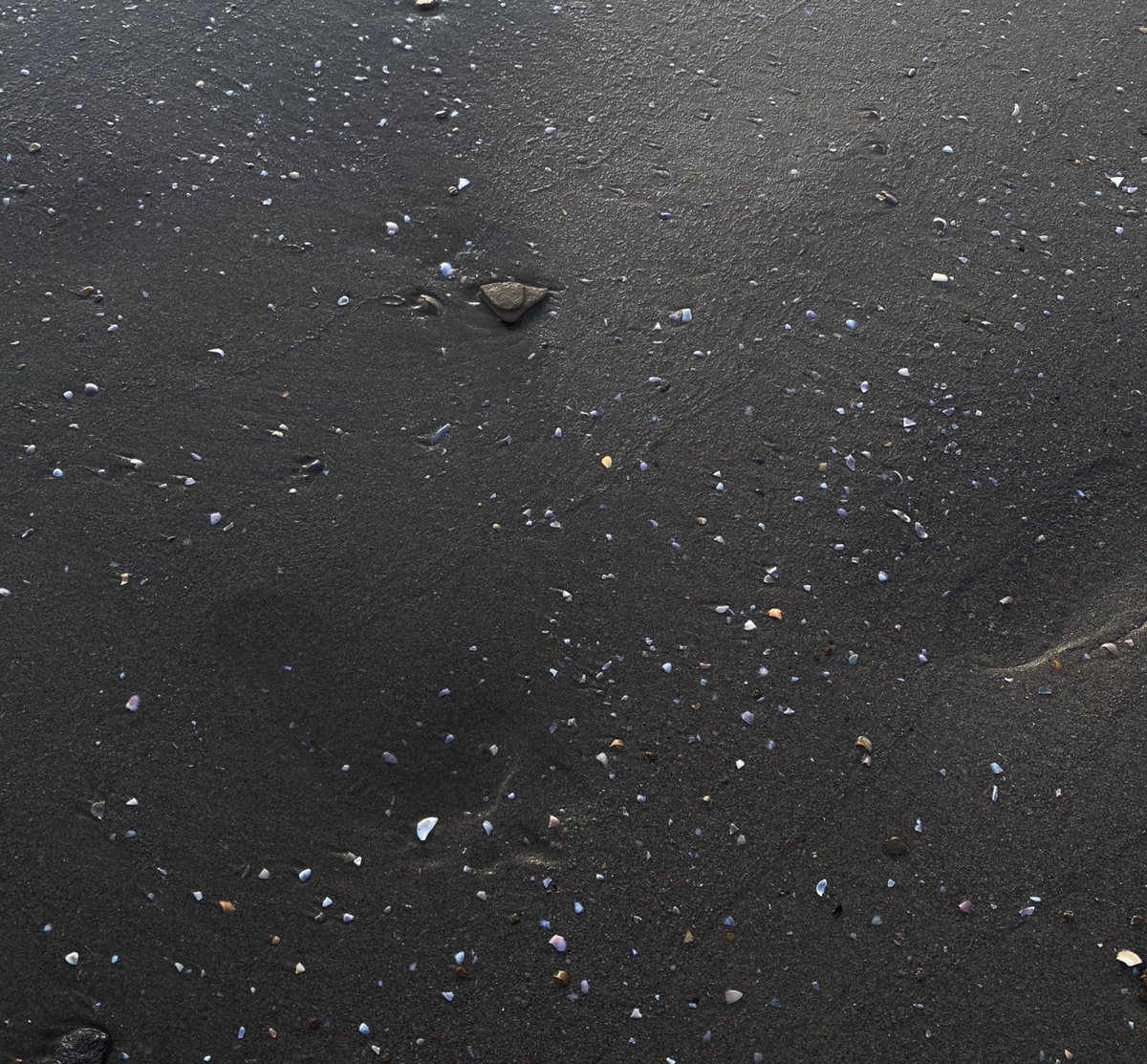 sushi or sus tweet media