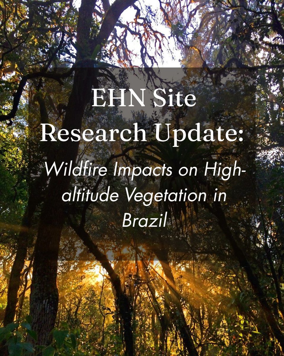 EcoHealthNet's tweet photo. By investigating the ecological dynamics of these systems in response to fire, the project aims to generate a scientific foundation to guide post-fire restoration strategies and climate change mitigation in tropical montane ecosystems. Photo credits: @mannofranca https://t.co/E3wX3pddhe