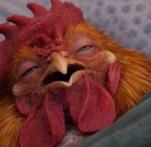 louie vii𓅗 tweet media