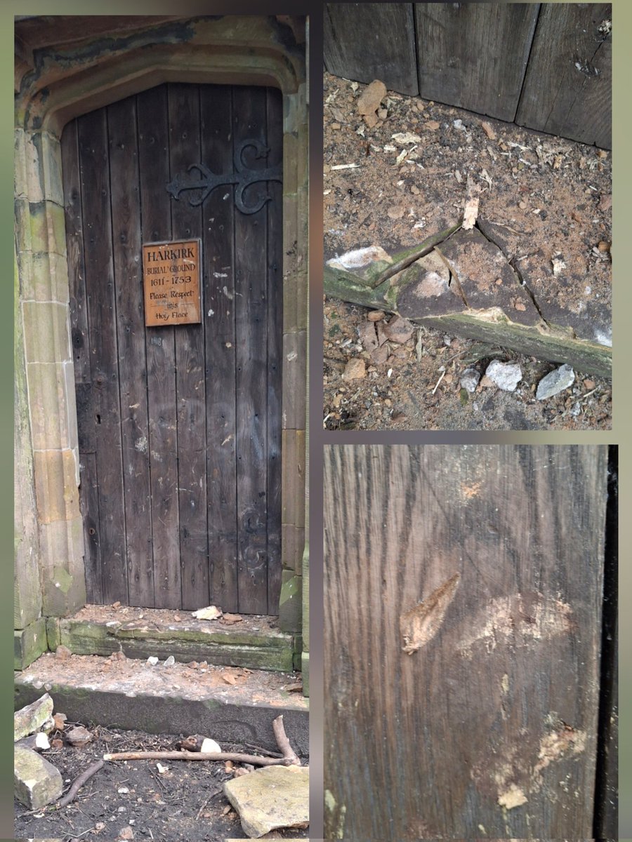 Roe Deer Diary tweet media