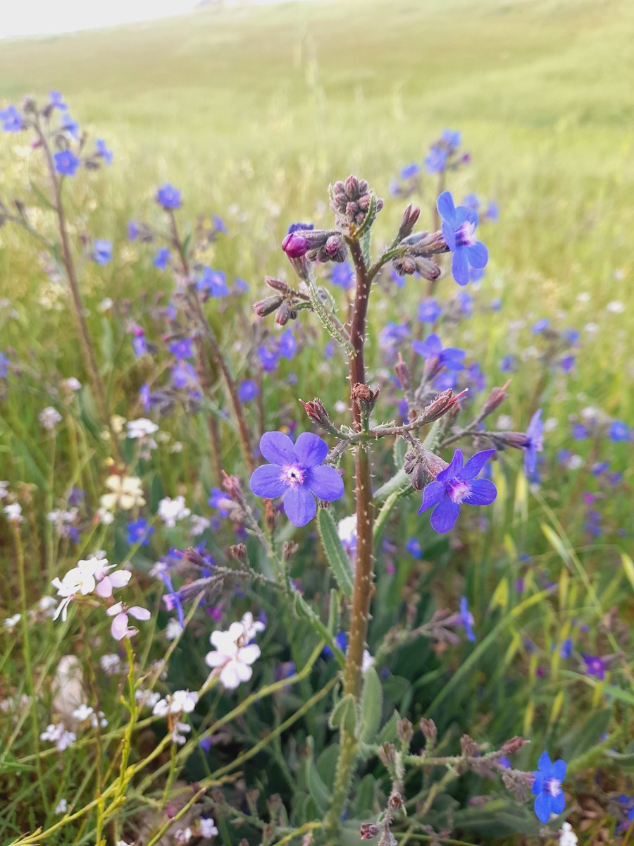 AmaniTech tweet media