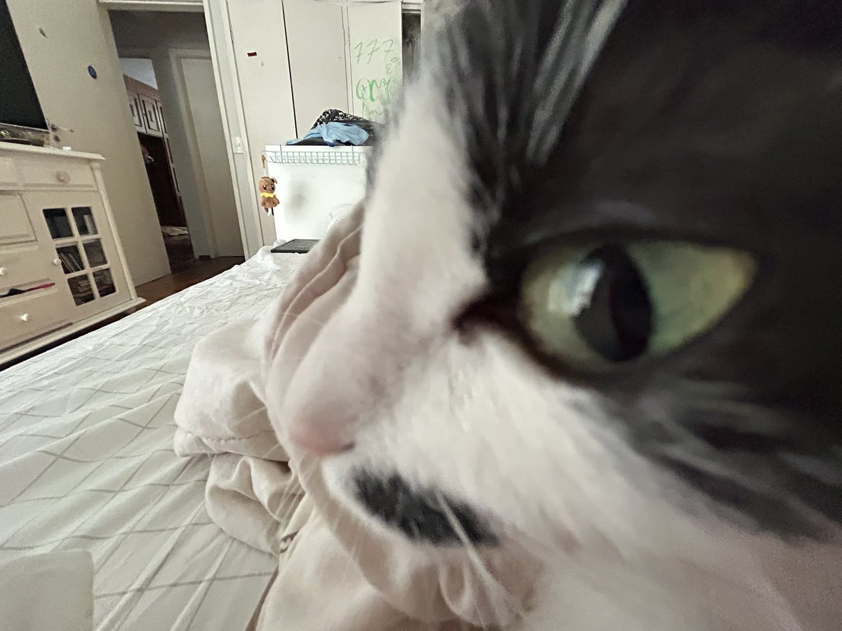 caju com queijo tweet media