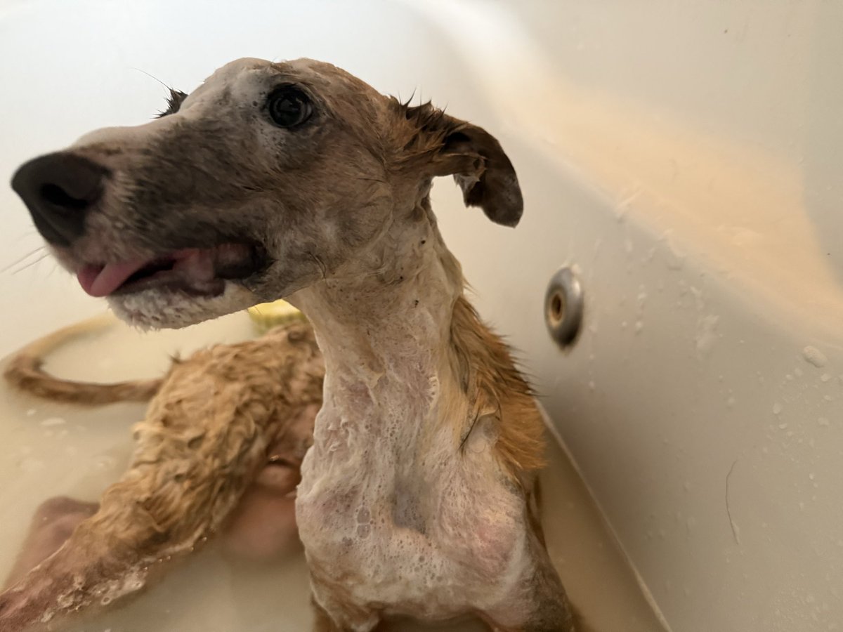 Griselda Uruñuela tweet media