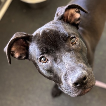 San Francisco SPCA tweet media