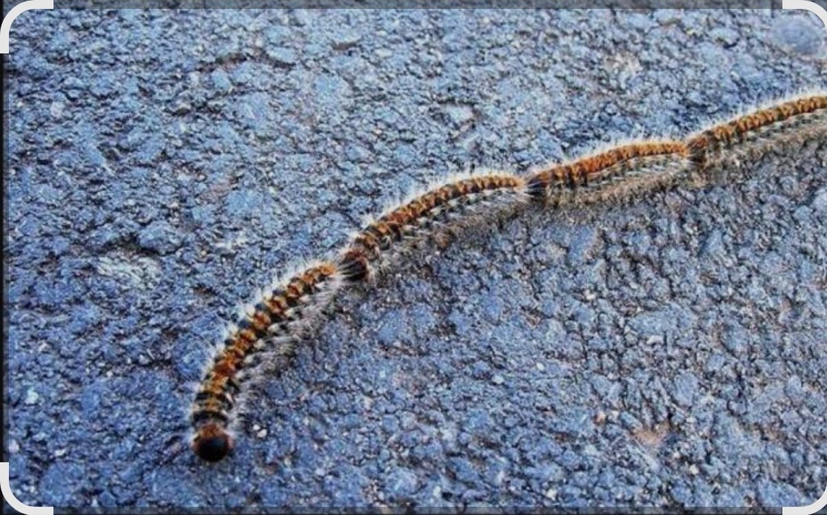 🚨ORUGA PROCESIONARIA🚨
¡¡ATENCIÓN!! 
Nos pasan aviso de la presencia de oruga procesionaria en el suelo del complejo de viviendas de Can Mercader, en el barrio de #Casagemes #Badalona.
Mucho cuidado a las personas y a los perros.
Máxima difusión.
📣 📣 📣