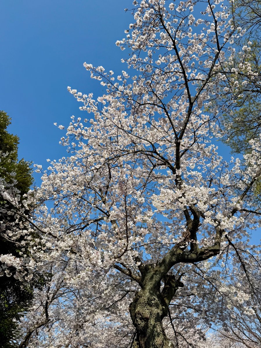 🍀ことみ🐇KOTOMI🍀 tweet media