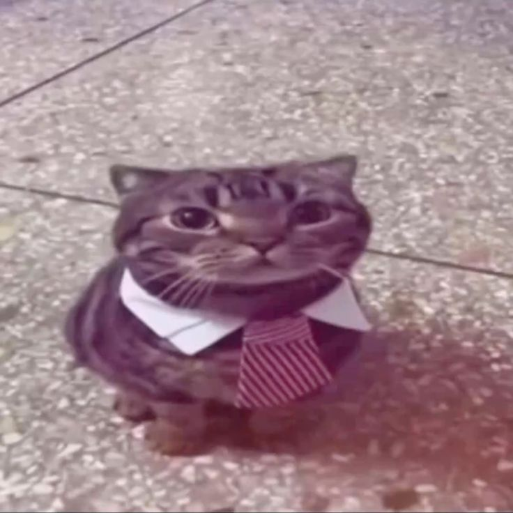 ✩| 𝐓𝐡𝐞𝐁𝐥𝐚𝐳𝐞𝐎𝐧𝐞𝐗 tweet media