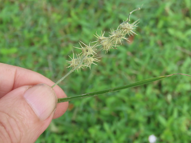JustADeerThing's tweet photo. Can we all collectively agree that these fuckers were the WORST when playing outside as a kid https://t.co/AwF1YHAEOc