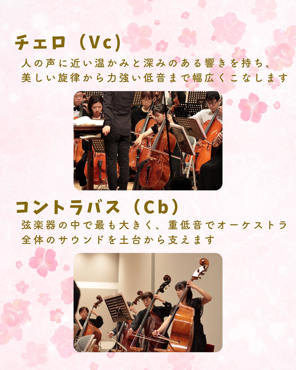 tohophil's tweet photo. オケの音色を優しく、時に力強く支える弦楽器の紹介です🎻✨ 
弦楽器は全部で4つの楽器が集まって、ハーモニーを作っています。
華やかな高音が魅力のバイオリンから、心に響く低音のコントラバスまで、それぞれ違った性格を持っているんです🎼
楽器体験でお気に入りの楽器を見つけてみてくださいね🔭 https://t.co/rBGdmwTsS0