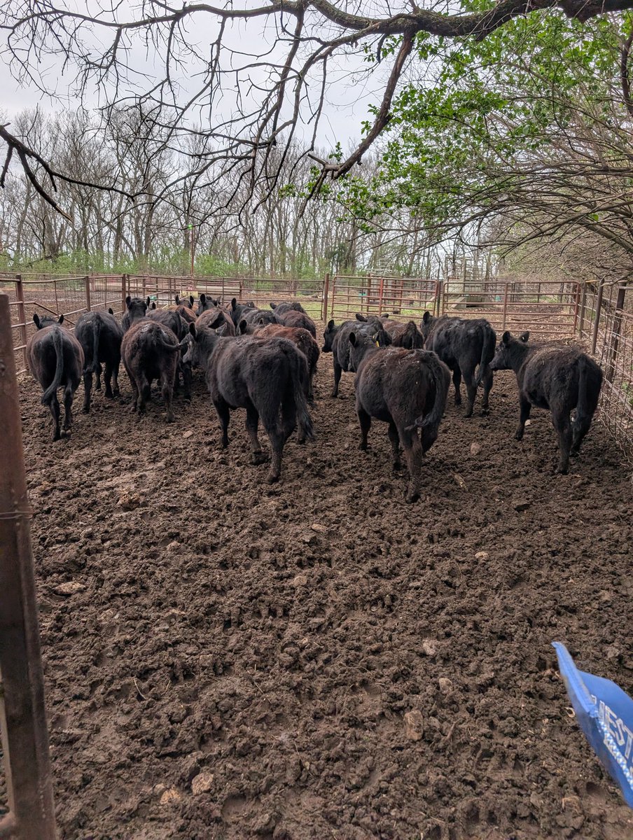 Dan Bigham tweet media