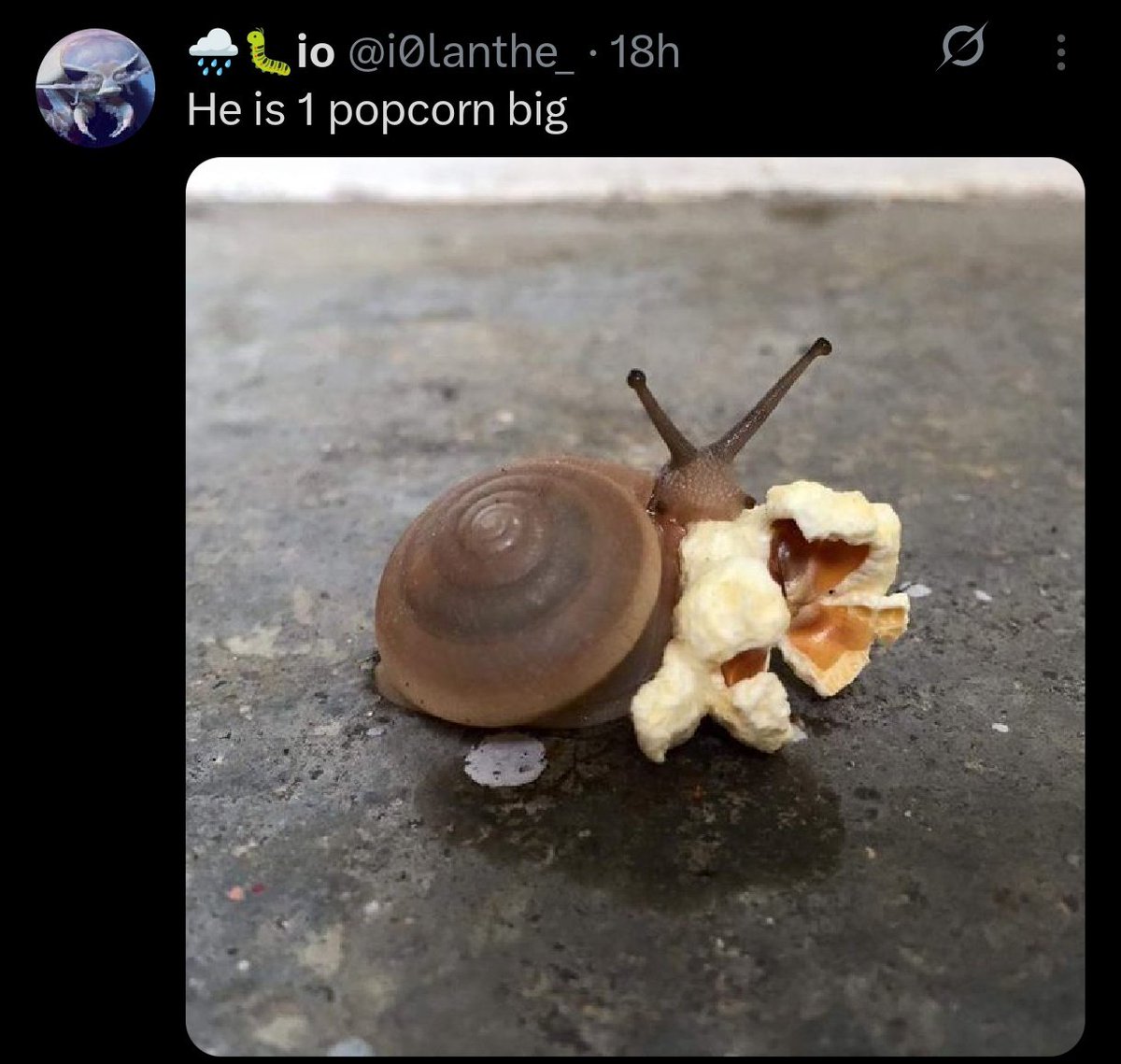 Cornelius Cornelmus🪸🪼 tweet media