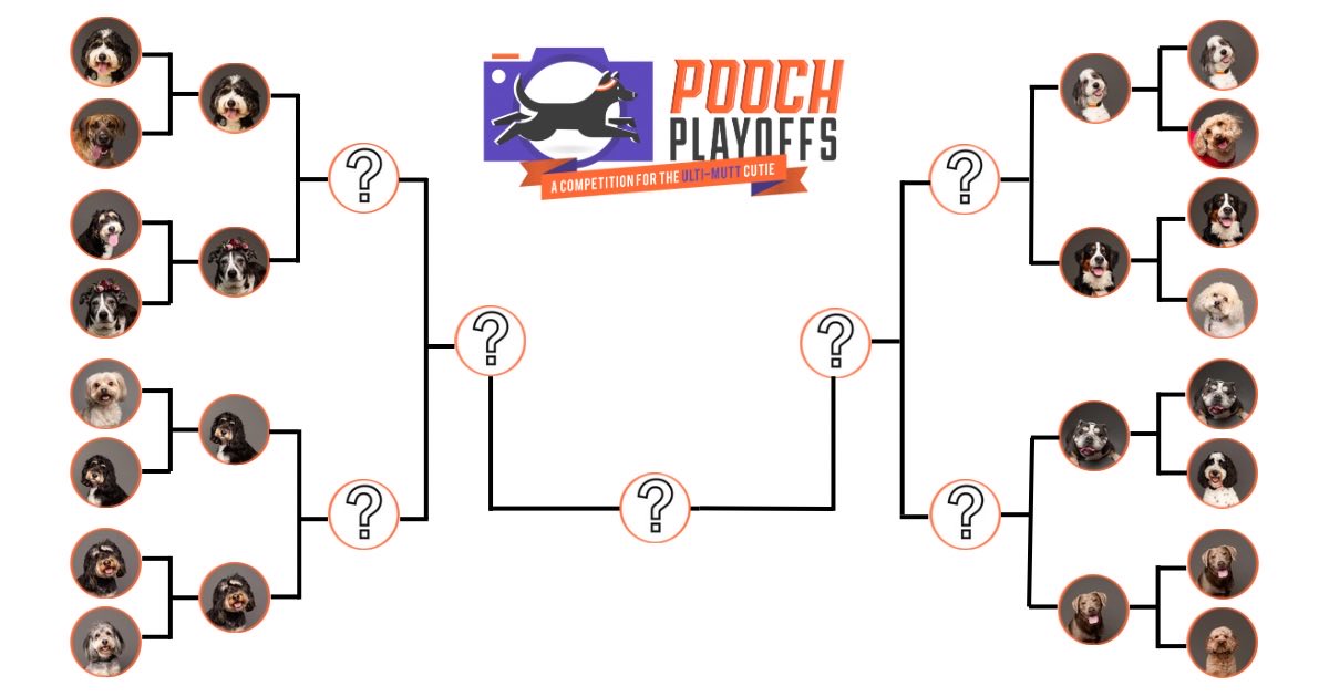 K9Beethoven's tweet photo. 🐾 We need your help deciding who advances in Pooch Playoffs!

These dogs are competing in a March Madness bracket-style fundraiser I created and the voting has just begun!!

Every vote supports Operation K9 Beethoven— helping provide psychiatric service dogs to veterans. 

VOTE HERE:
👉 https://t.co/07vuJSvoHD

Important question…

Which dog should win? Comment below👇
(seriously — the competition is tight)

Also come celebrate the Final Four dogs with us Saturday, April 4 from 3-6pm at Bark ‘n Brews dog park + cafe in Nanuet!

Meredith Breda Photography @