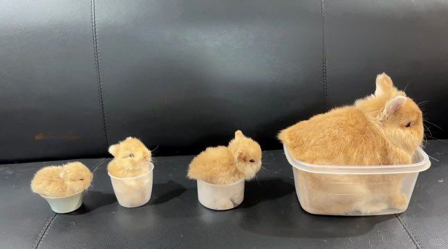 Cutes Animals tweet media