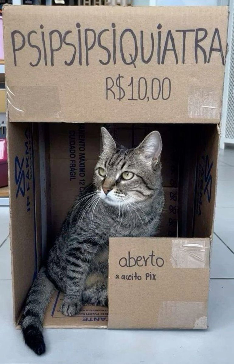 gatos fazendo gatices tweet media