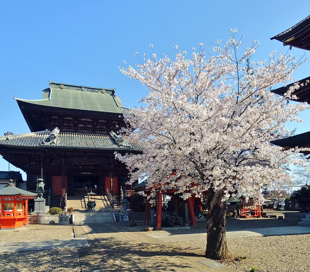 あき（ハクショウ） tweet media