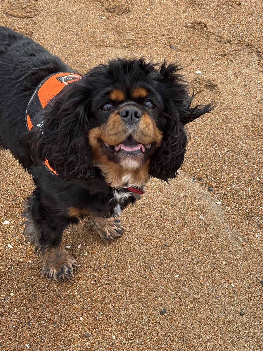Me furs are a bit windswept today pals 💨🐶🏖️