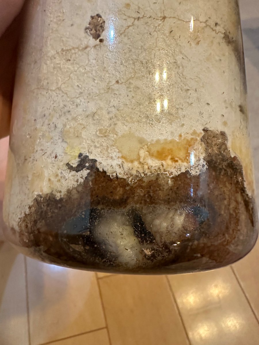 はむ@クワガタ tweet media