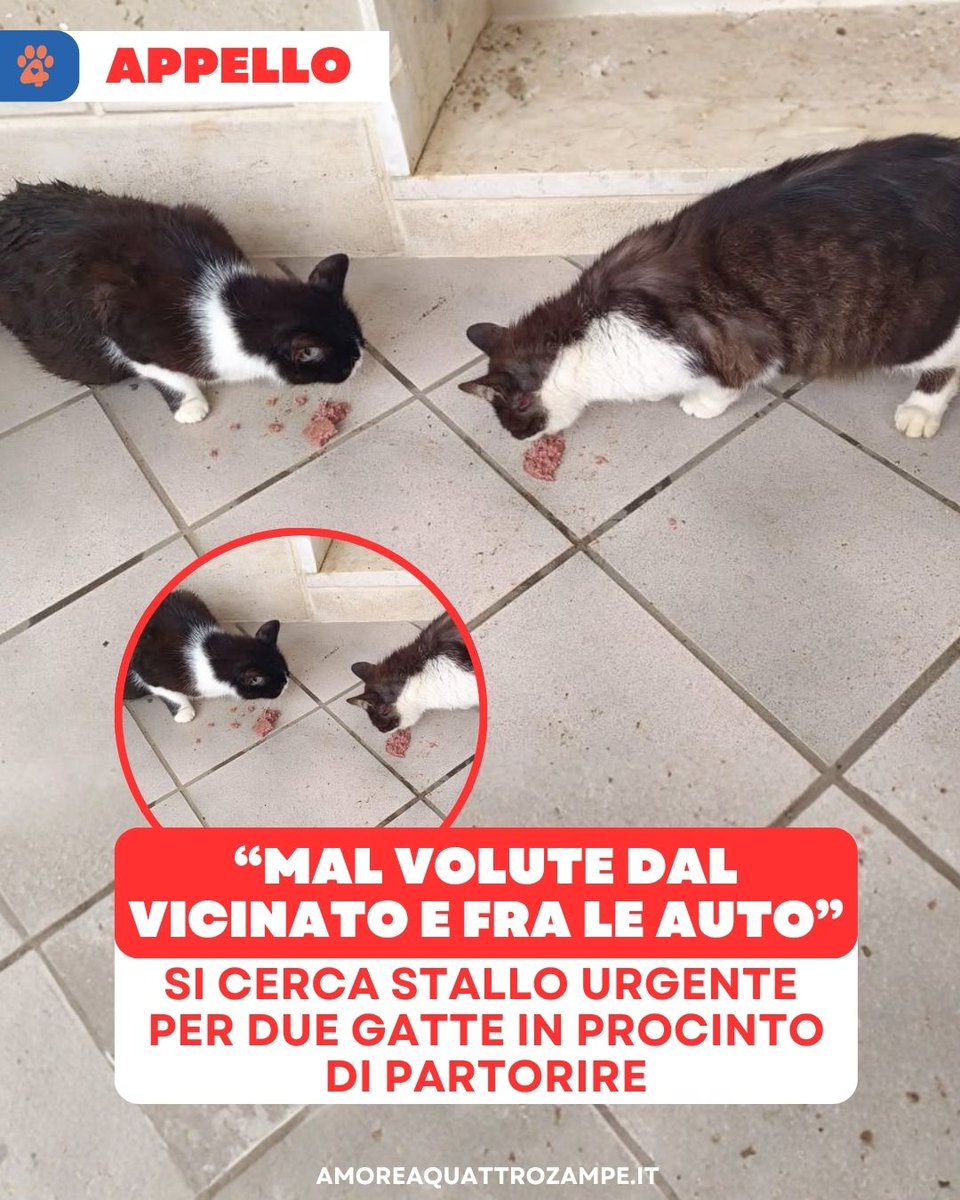 AmoreAQuattro Zampe tweet media