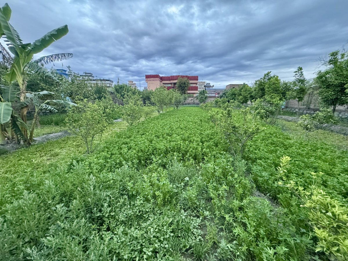 Wahid Rahimdil tweet media