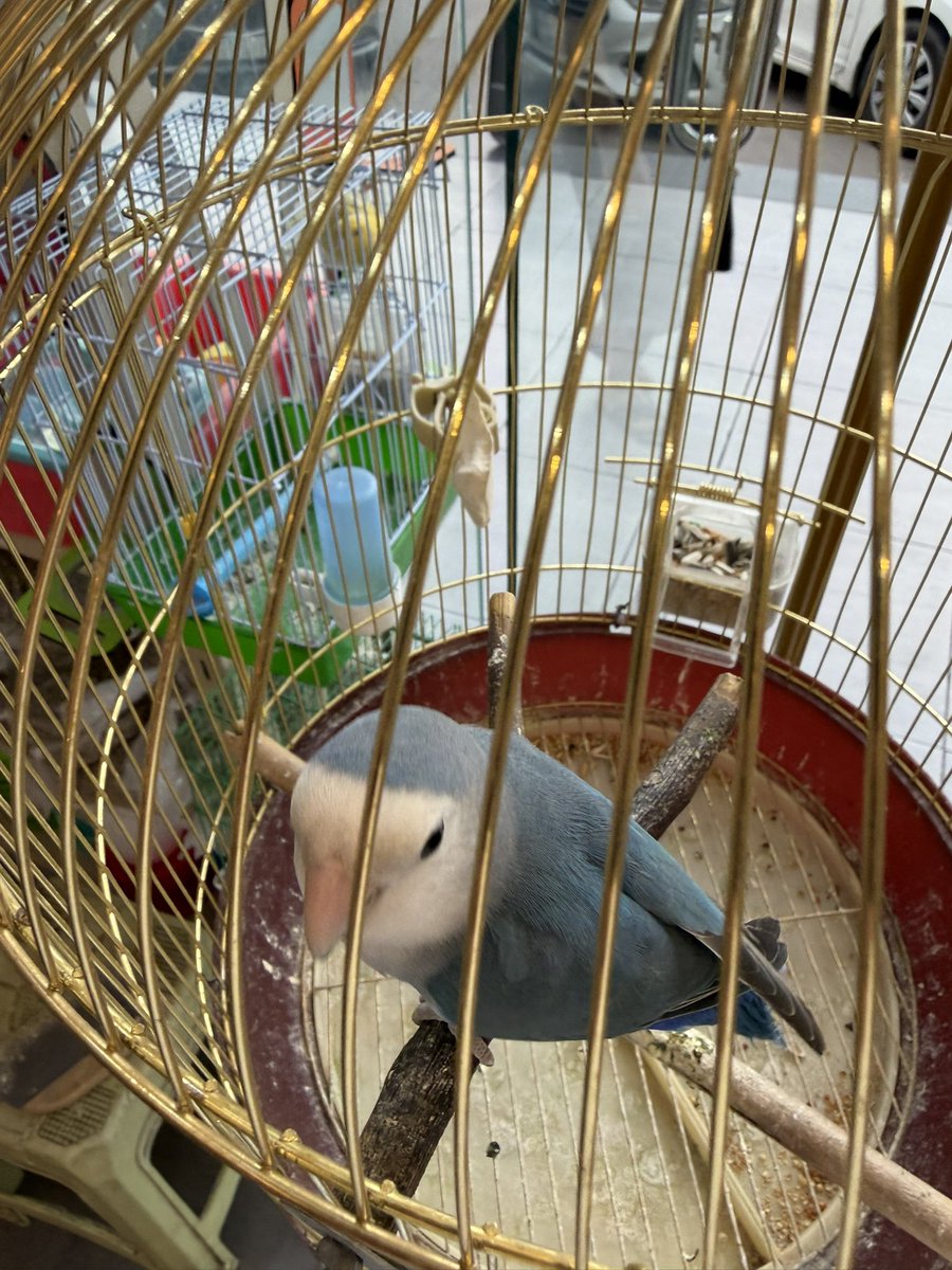 جسّار tweet media