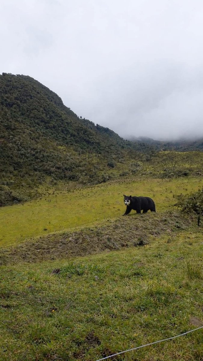 Luis Fernando Quijano Moreno 🇨🇴 🕊️ tweet media