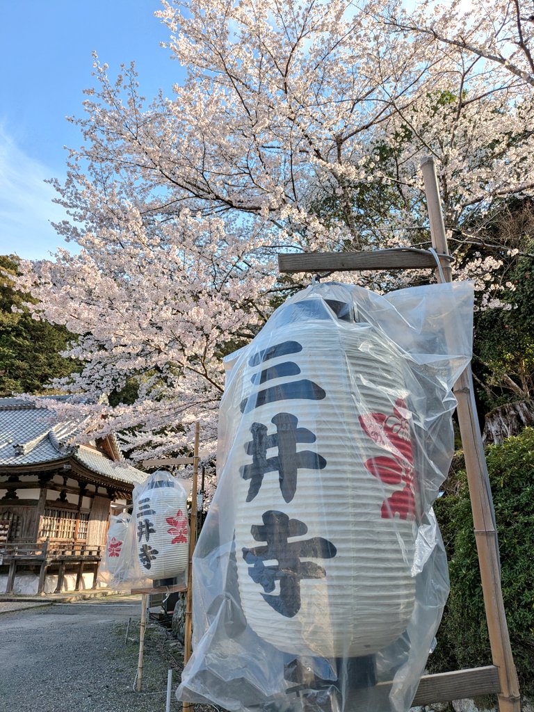machu_tote's tweet photo. 朝イチで京都と滋賀行って、極鶏食べてお花見してきた！ https://t.co/AQ2xC3td1W