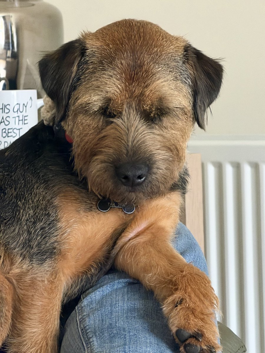 William and Bella (Border Terriers) tweet media