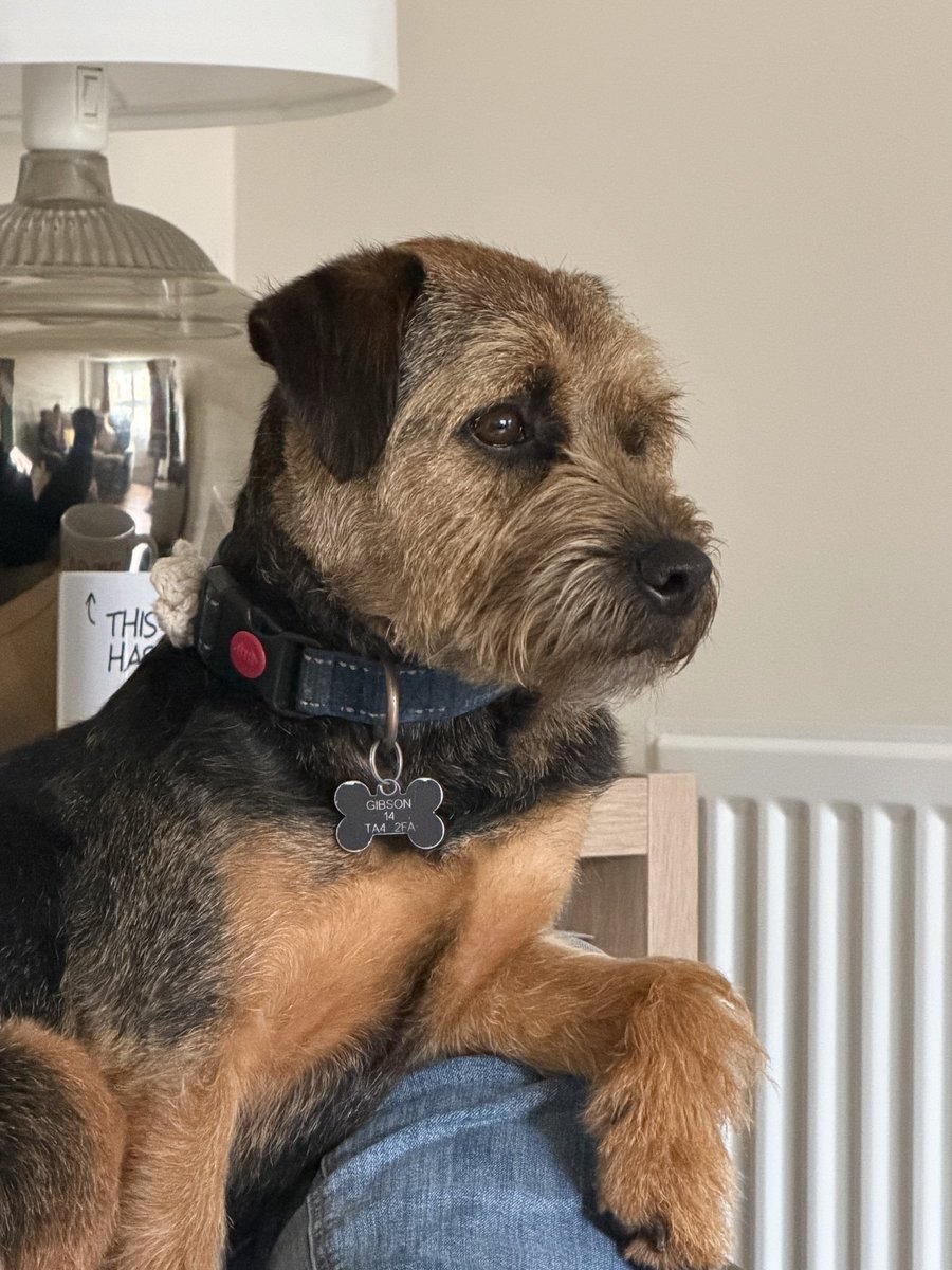 William and Bella (Border Terriers) tweet media