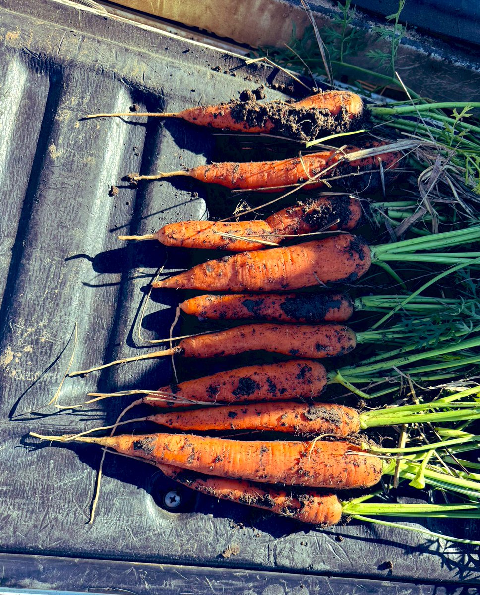 Antonella Gordillo 🇺🇾🥕 tweet media
