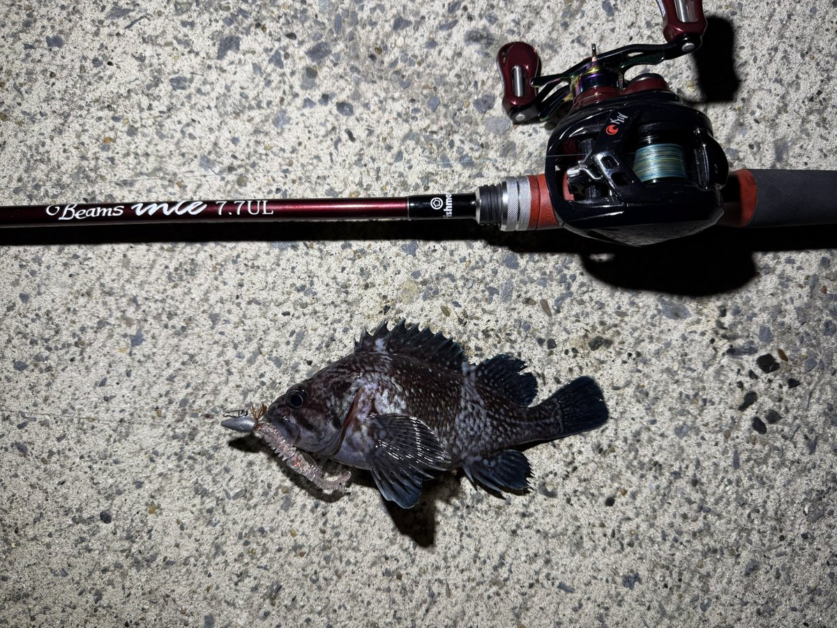 TsuBucky a.k.a 釣らない浪費家 tweet media