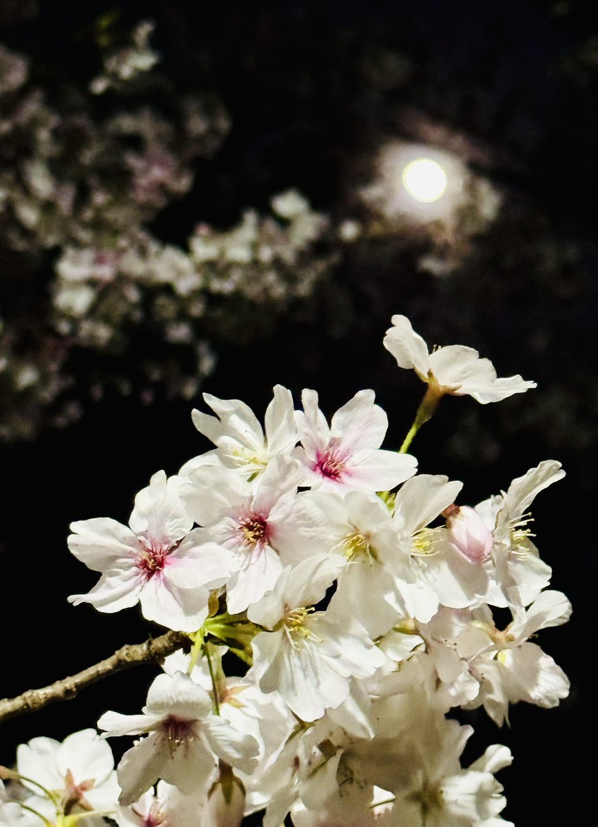🌸パトロール▽❛。❛▽ノ🌕
明日からよろしくね♫ #EN2026