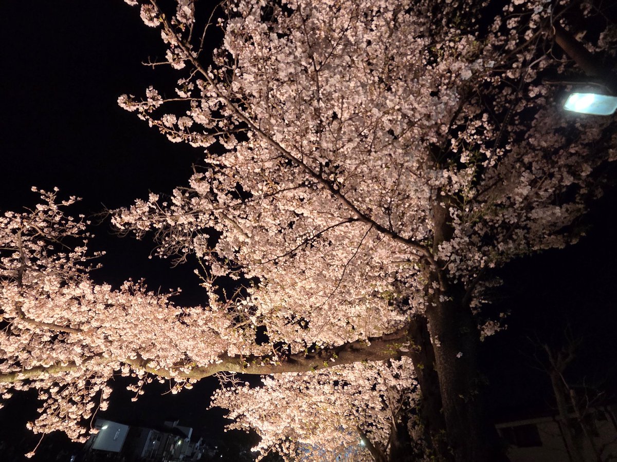 taba1116's tweet photo. 調布で一夜限りの桜ライトアップイベントがあるという情報を得て、夜散歩がてら見て来ました。
警備員、警察まで出動するぐらい大勢の方が来ており賑わっていました。
宴会するスペースはなく一方通行で散策しながらのお花見でした。
#野川
#調布市
#ライトアップ https://t.co/nAuZNfNY0V