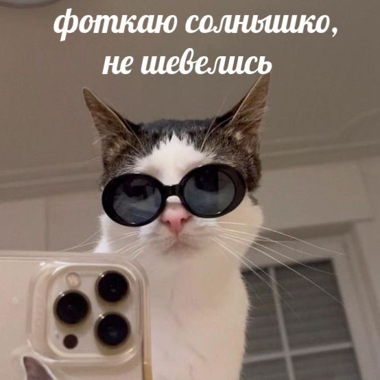 cats, i love cats tweet media