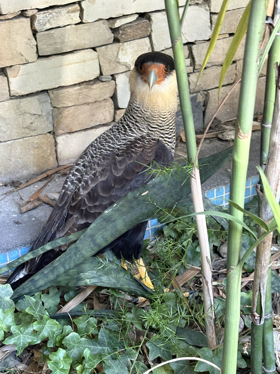 🇦🇷 ⭐️⭐️⭐️🇦🇷 tweet media