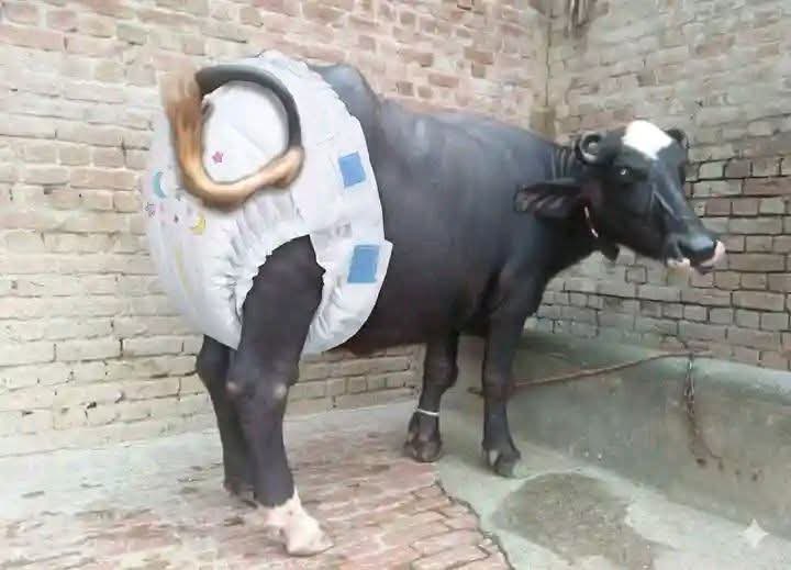 mr_humais's tweet photo. پنجاب میں فی بھینس 🐃 30روپے گوبر  ٹیکس کا  سننے کے بعد کے حالات 😁 https://t.co/YKkCz0dXZh