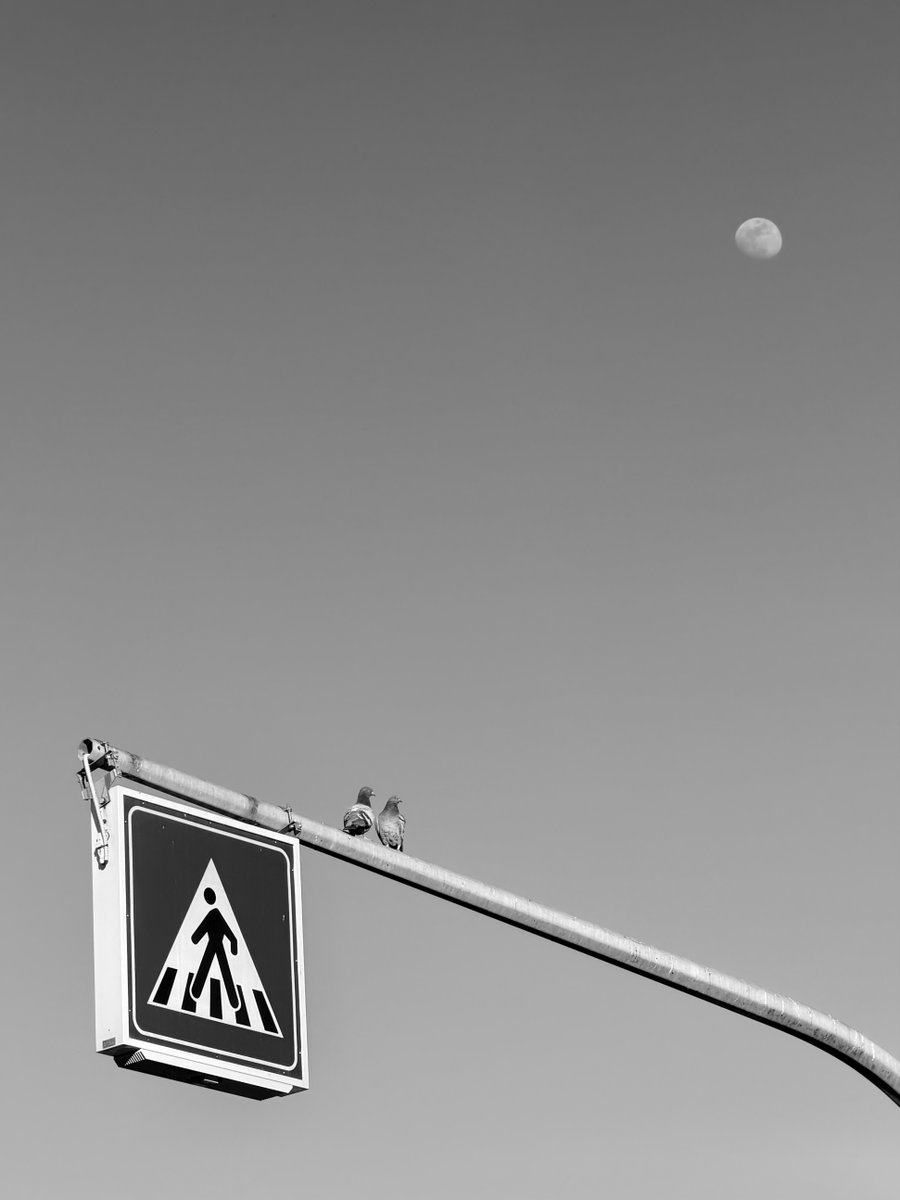 Alonein43672278's tweet image. #photography #blackandwhite #pigeons #moon #roadsign