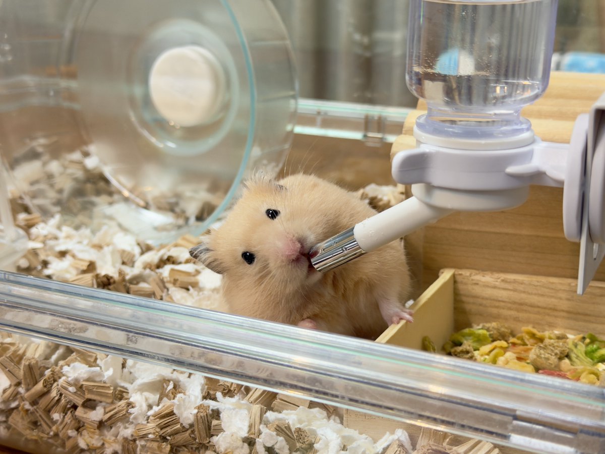 ろすきる tweet media