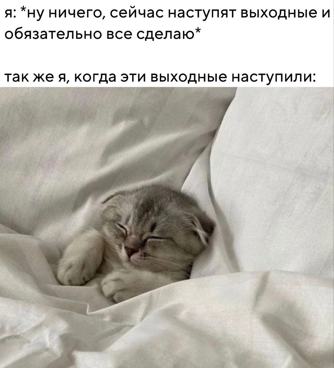 cats, i love cats tweet media