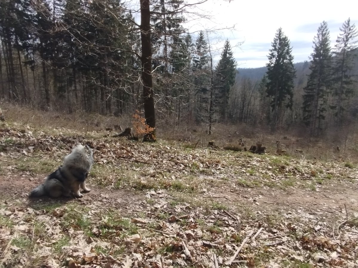 ✨Augenstern✨ tweet media