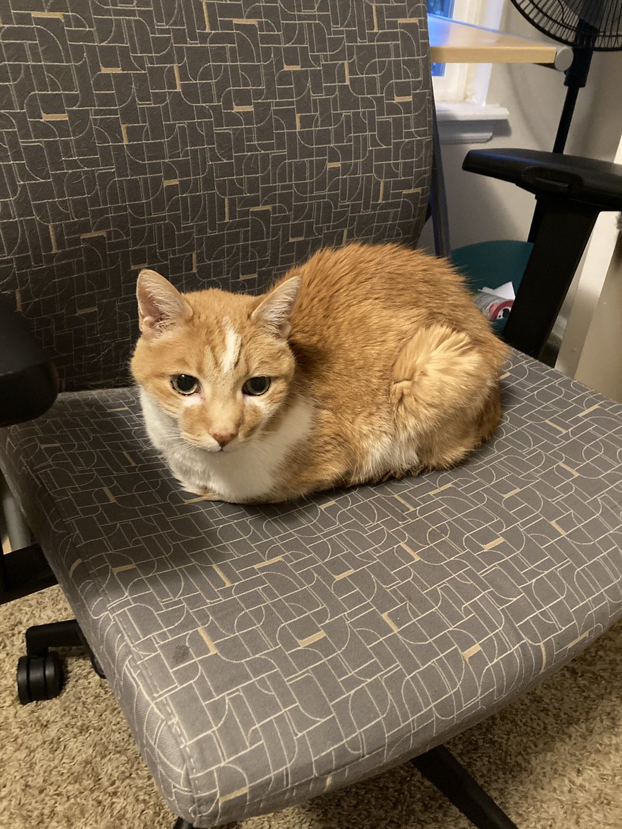 mr. dumpling 🐈🌈 tweet media