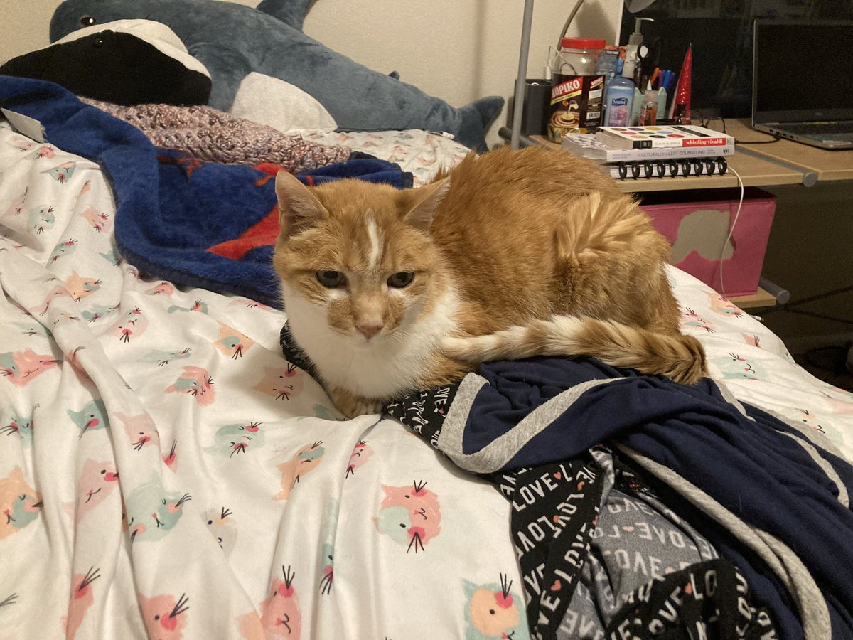 mr. dumpling 🐈🌈 tweet media