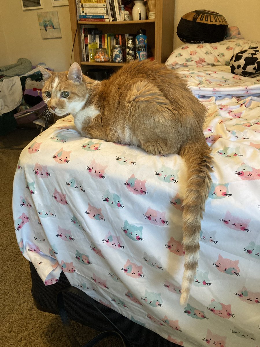 mr. dumpling 🐈🌈 tweet media