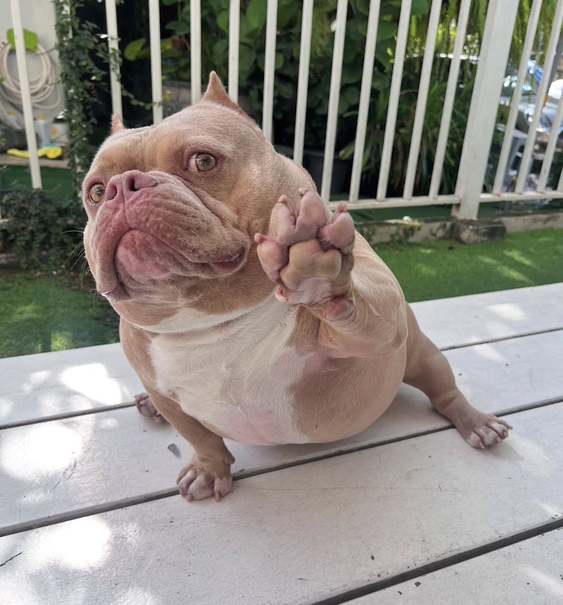 Folkaira tweet media