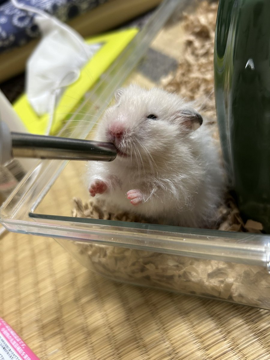 郡南蛮田 平平(ぐなんばんでん　へいぺい) tweet media