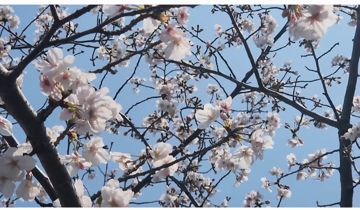 79.6MHz Ciao! FM熱海湯河原【公式】 tweet media