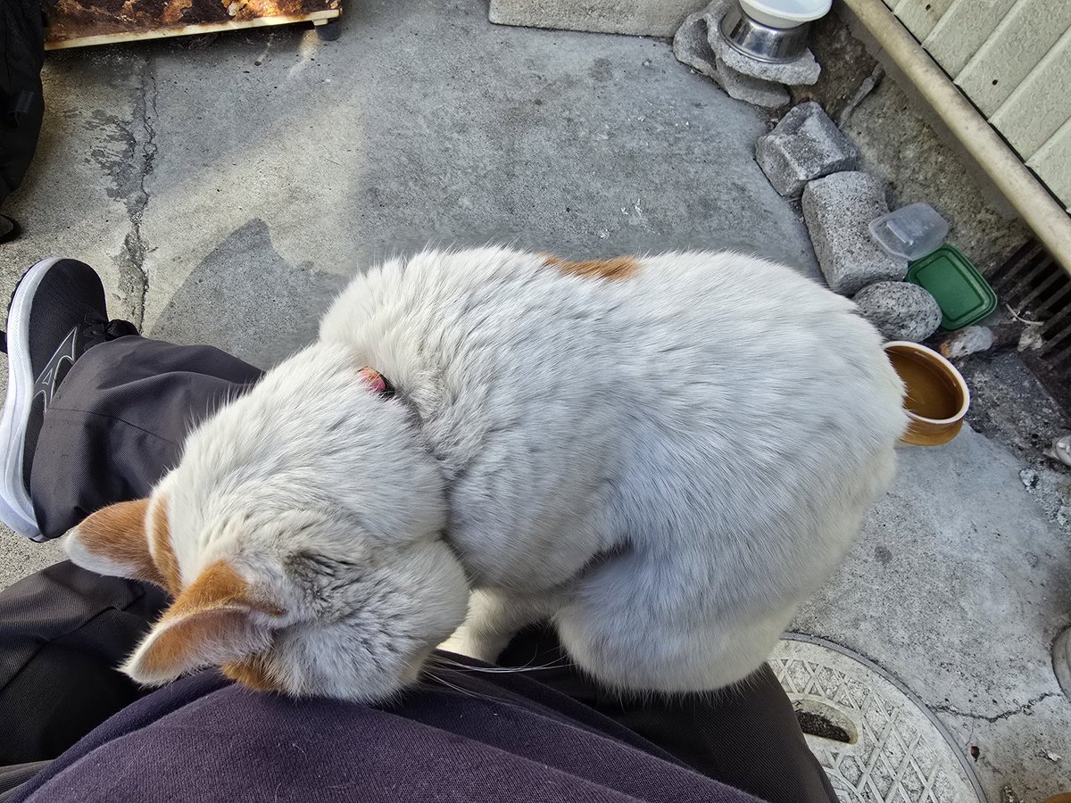 鳩@猫/鳩猫PC工房/先駆け/手練れ/PC関係/自転車/アニメ/不動産 tweet media