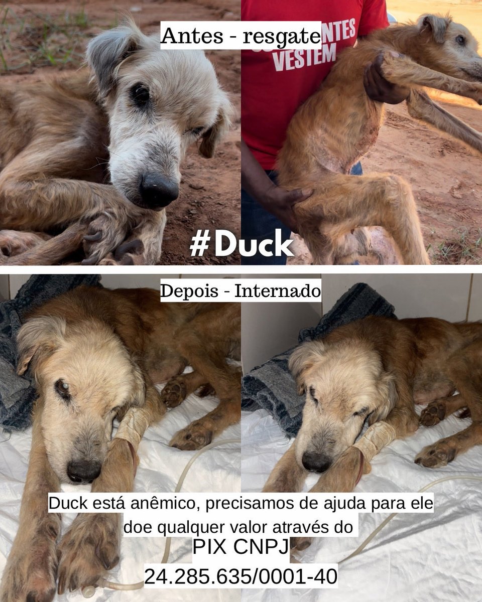 Debora Lopes tweet media