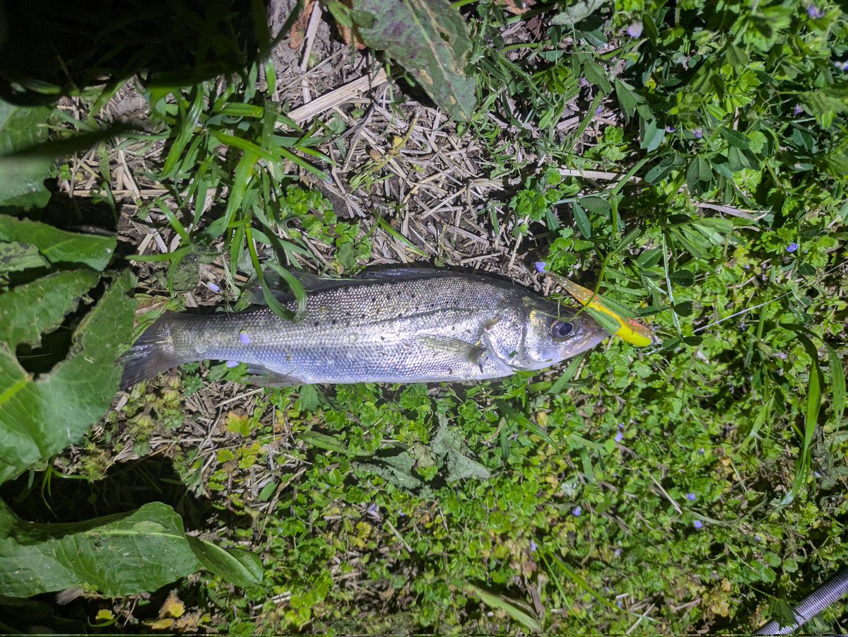 ちょーさん tweet media