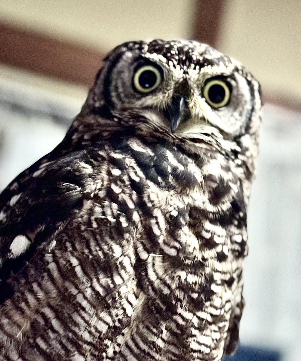 剛田ナギ🦉 tweet media