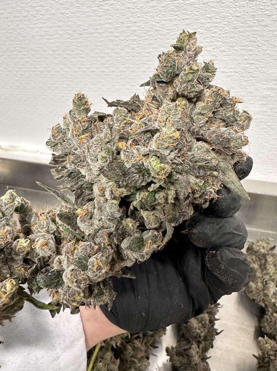 lorddave763's tweet photo. “Don’t sleep on Murray drop! 🔥 Zaza &amp; Purple Haze gas heavy in Murray 270 ⛽️ Bulk Zaza &amp; Purple Haze, discreet. DM "GAS KY" now 💨 #MurrayWeed #270Weed #KentuckyWeed #Zaza #PurpleHaze #PurpleHazeKY #KYPlug https://t.co/mxk36v20KJ